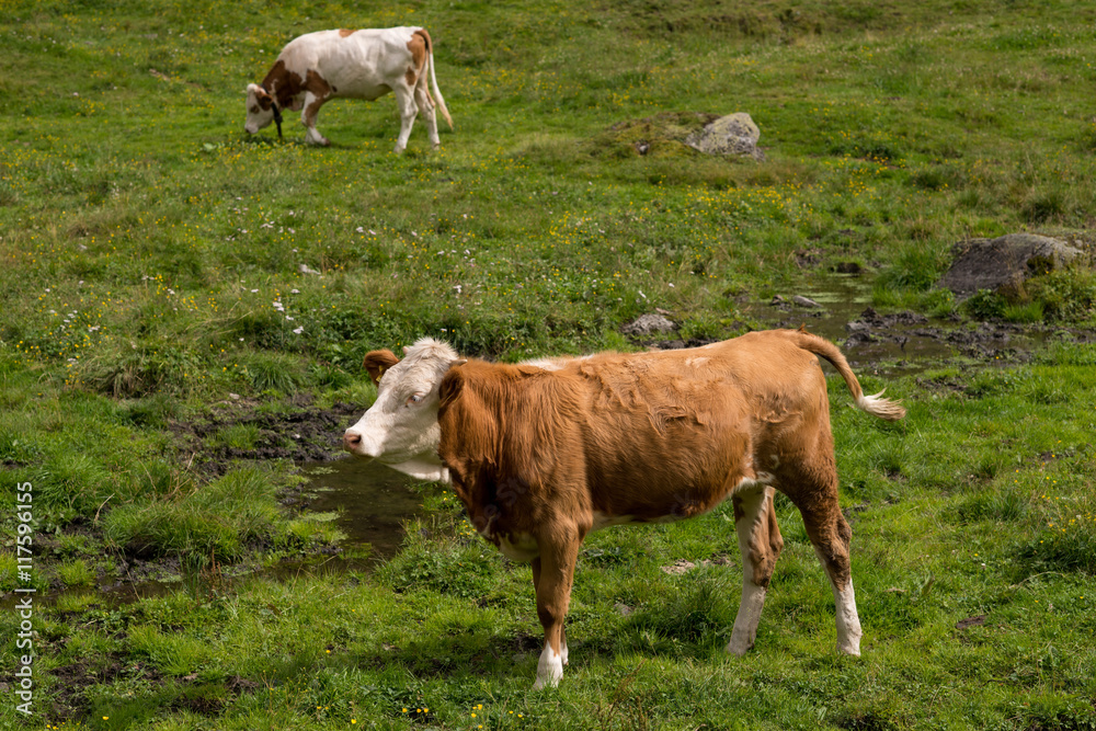 Fototapeta premium Vitello di razza Hereford al pascolo in montagna