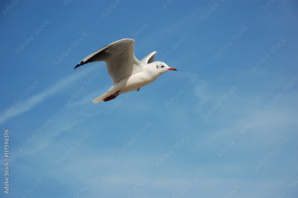 Fototapeta premium Möwe mit Kondensstreifen..........