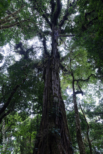 Cloud Rainforest of Monteverde in Costa Rica
