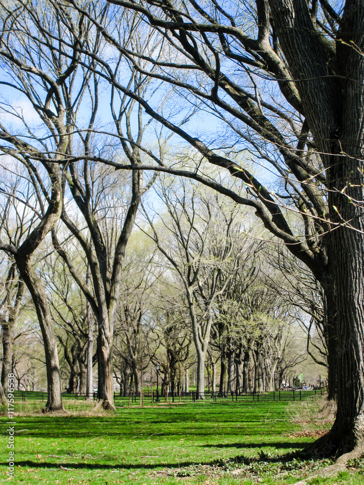 Green grass, leafless trees in Central Park Green grass, leafless trees in Central Park