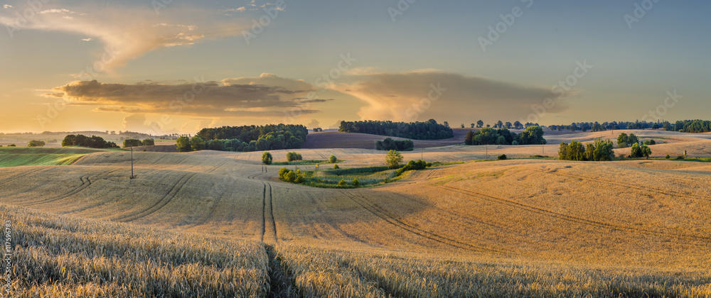 Fototapeta premium Lato na polach uprawnych ,zboże gotowe do żniw
