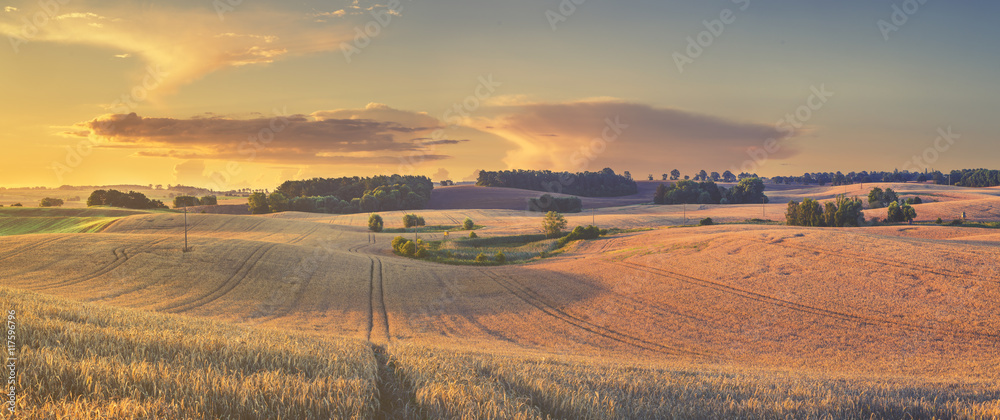 Obraz premium Lato na polach uprawnych ,zboże gotowe do żniw
