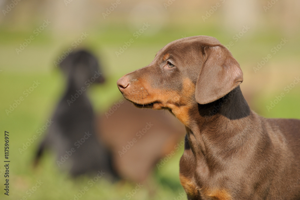 Dobermannwelpen