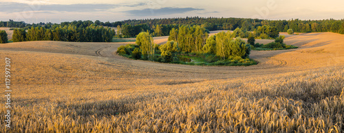 Lato na polach uprawnych ,zboże gotowe do żniw