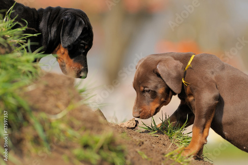 Dobermannwelpen
