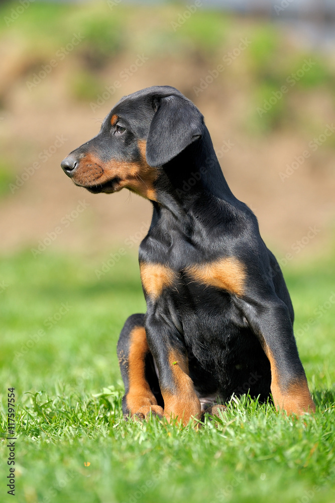 Dobermannwelpen