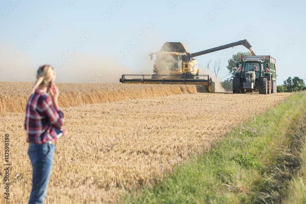 Fototapeta premium Combine harvester and tractor harvesting wheat in wheatfield