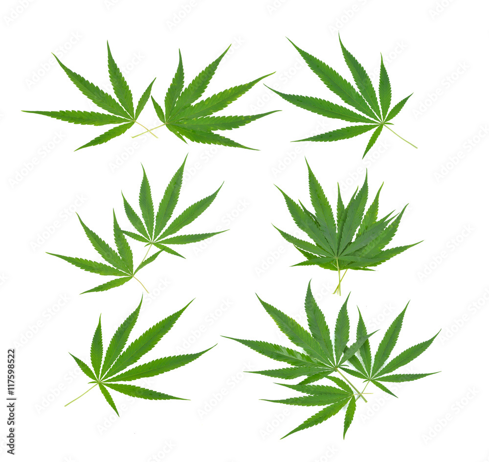 marijuana  leaf on white background