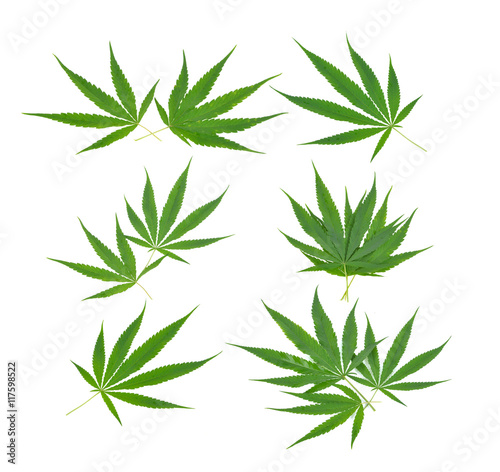 marijuana leaf on white background