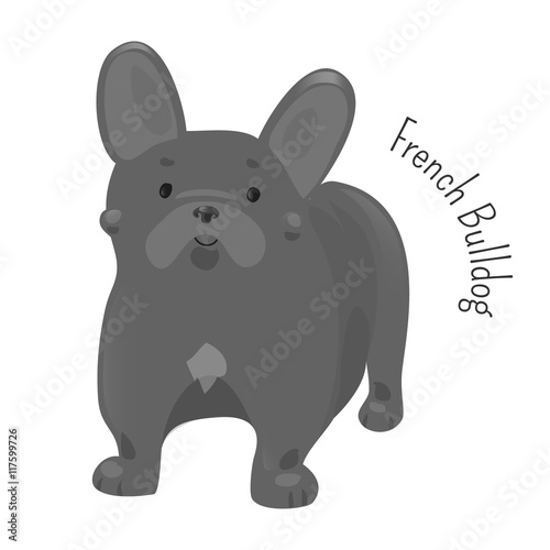 French bulldog isolated on white.