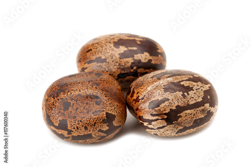 brown rubber seed