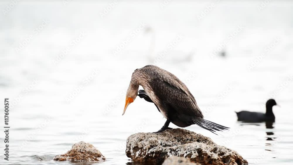 Beautiful cormorant bird relaxing on the rock by the Black sea. Closeup Full HD video