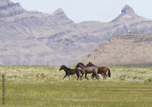 Onaqui wild horses on the run