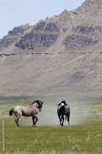 Wild horses in Utah