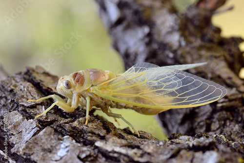 Macro of young cicada (Lyristes plebeja) coming out of his exuviae, on branch seen from profile photo