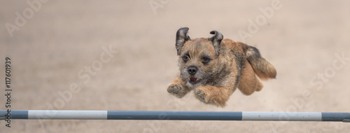 Border Terrier jumps over an agility hurdle. Sized to fit for cover image on popular social media site photo