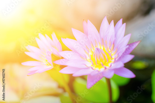 A beautiful and colorful violet pink waterlily or lotus flower