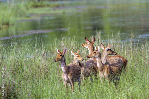 Swamp Deer in Bardia national park, Nepal photo