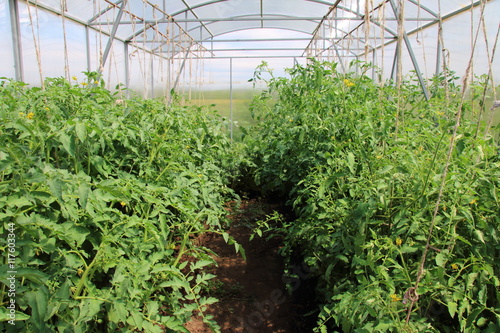 Tomatoes growing in the modern rectangular polycarbonate greenhouse