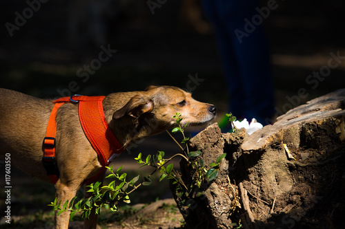 Dog Mutt Snifing