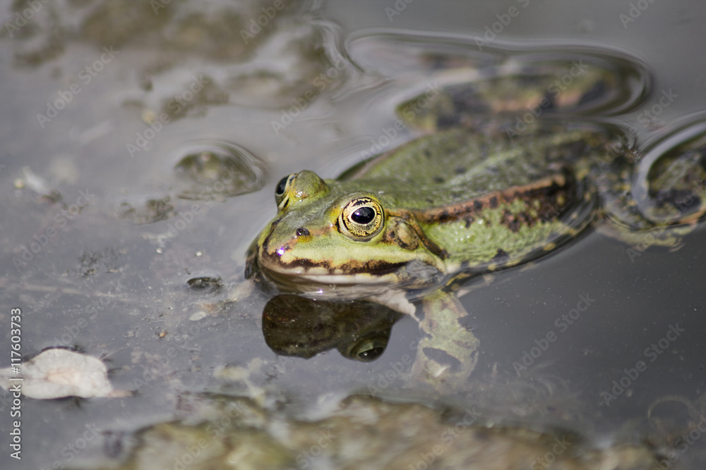 Grüner Frosch auf einem Seerosenblatt in einem Teich 