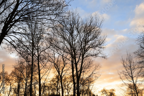 trees in the park at sunset