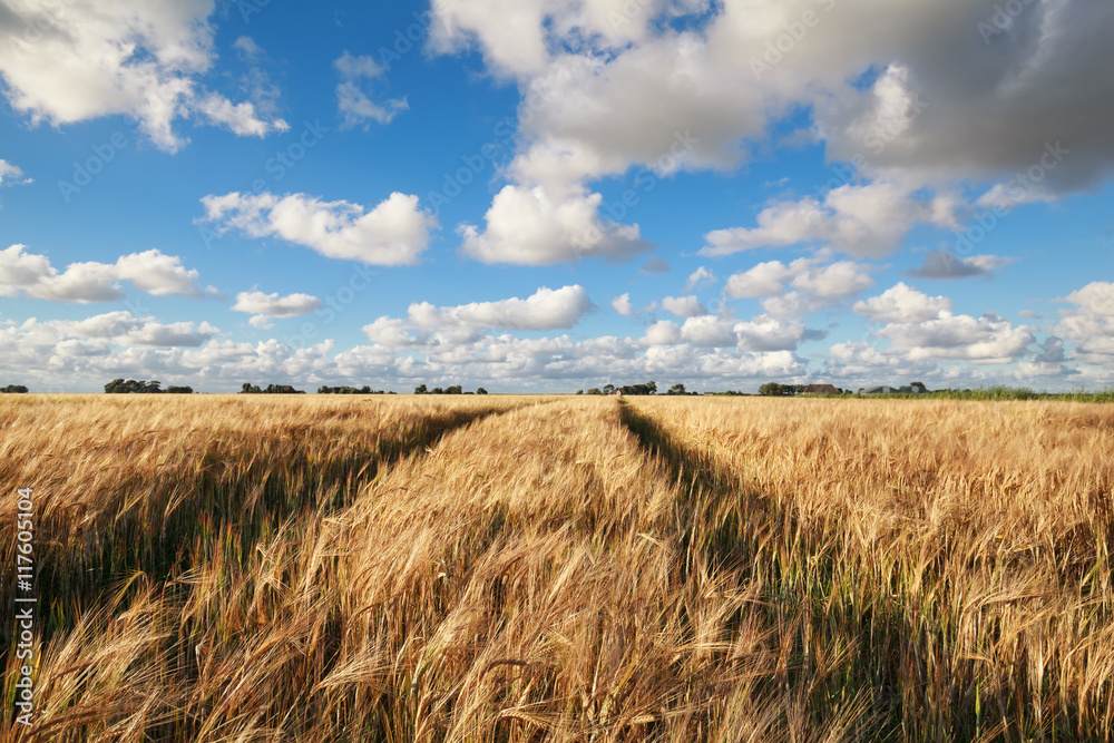 wheat field and blue sky in summer