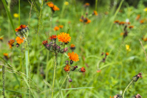 Hieracium, hawkweed, hierakion. photo