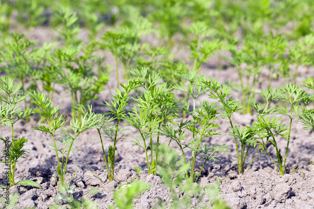 Obraz premium Field with carrot