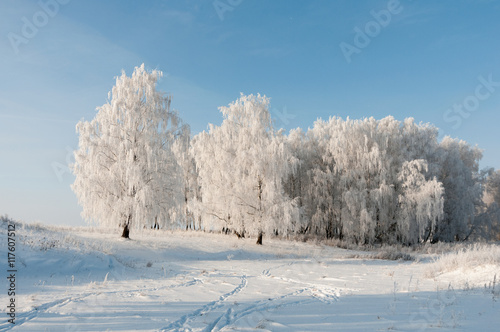 Белый заснеженный лес в зимний морозный солнечный день 