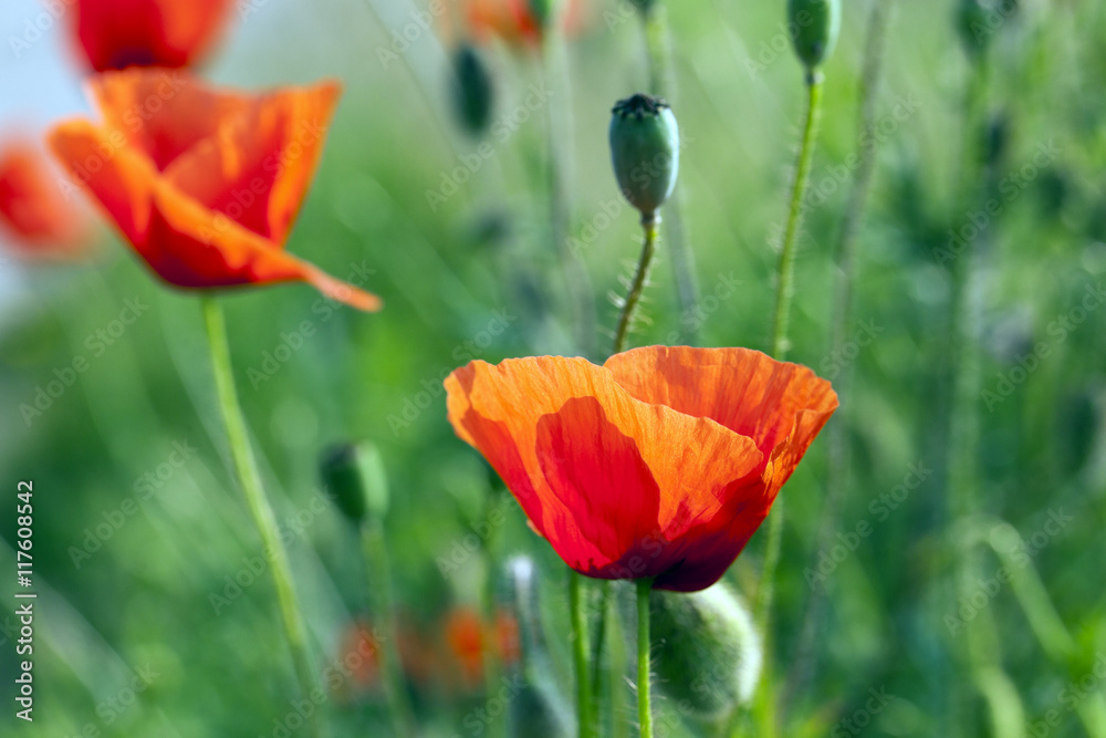 Obraz premium blooming red poppies