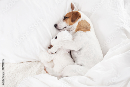 Fototapeta Naklejka Na Ścianę i Meble -  Sleeping dog at bed