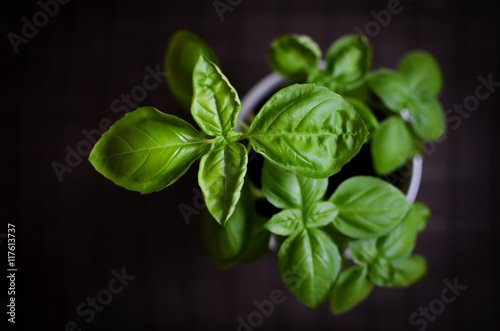 Fresh basil plant from above on the dark background