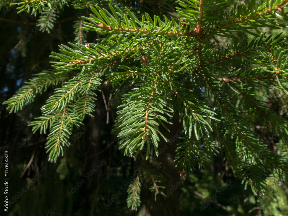 Spruce branches in a coniferous forest. Texture needle-like branches of an evergreen tree. Spruce branches in a coniferous forest. Texture needle-like branches of an evergreen tree.