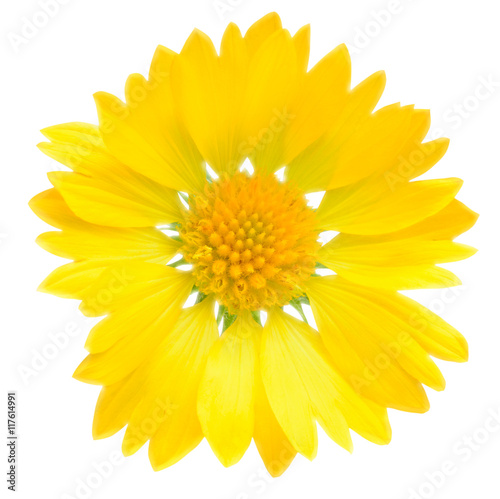 Simple yellow flower