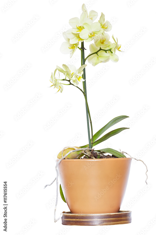 Obraz premium Żółta orchidea w ceramicznej doniczce