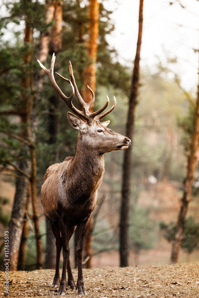 Red deer stag in autumn fall forest