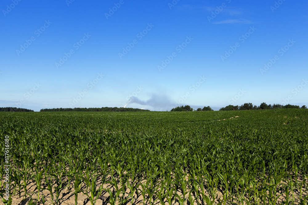 Field with corn