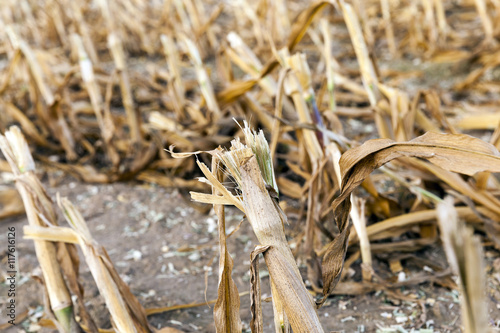 harvested mature corn