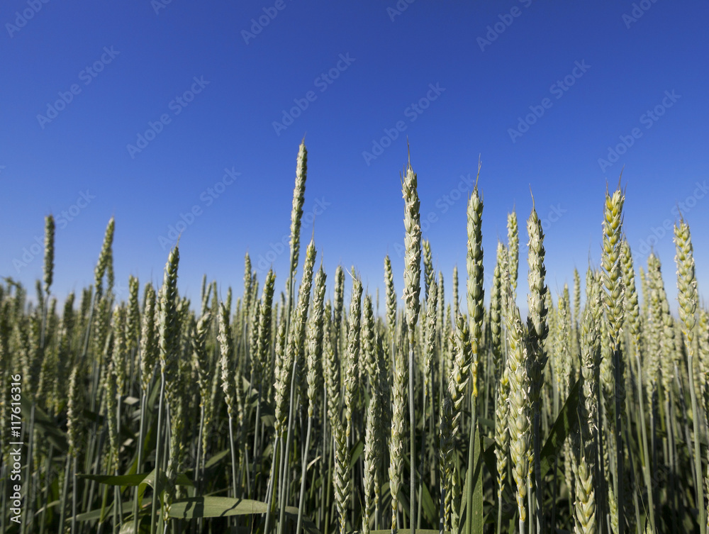 immature grass sky immature grass sky