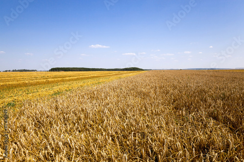 agricultural field  cereals