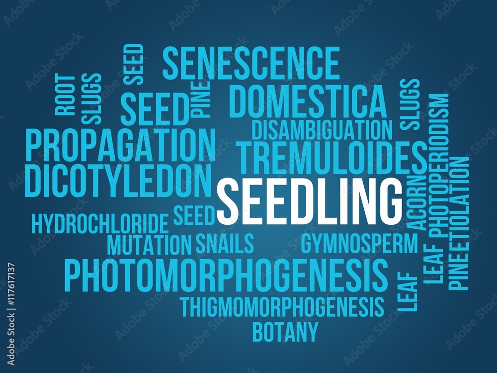 seedling seedling