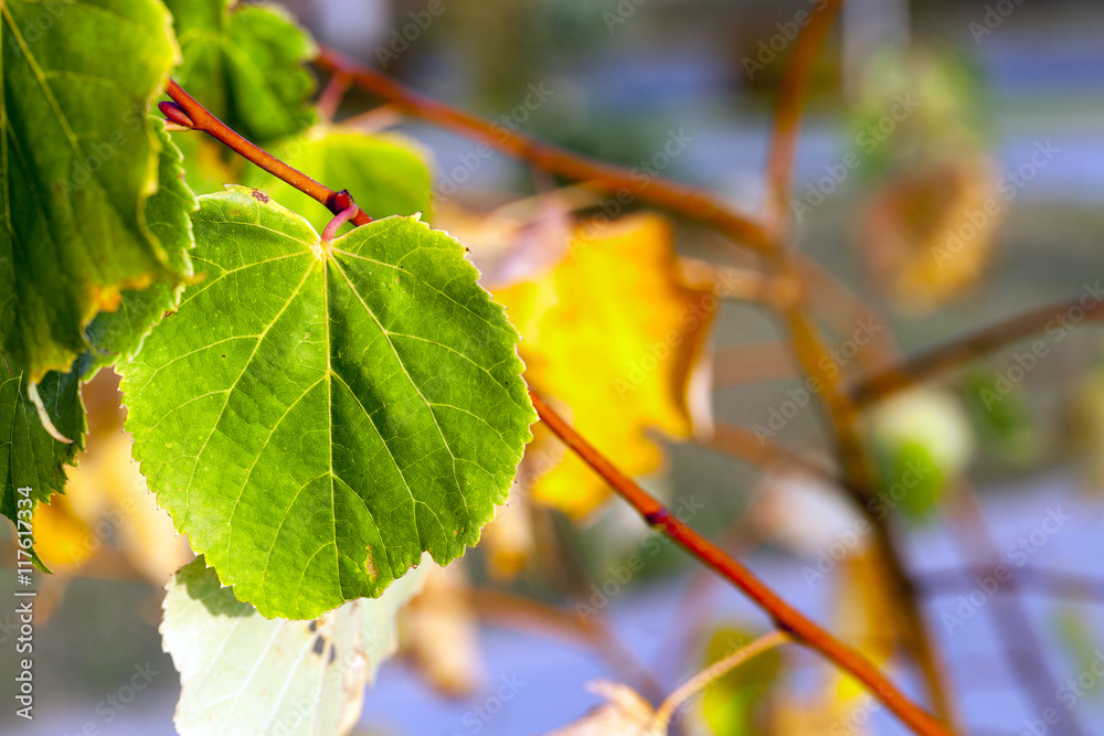 yellowing leaves on the trees yellowing leaves on the trees