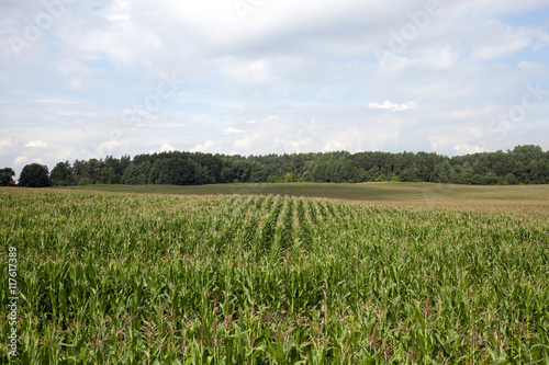Corn field  summer