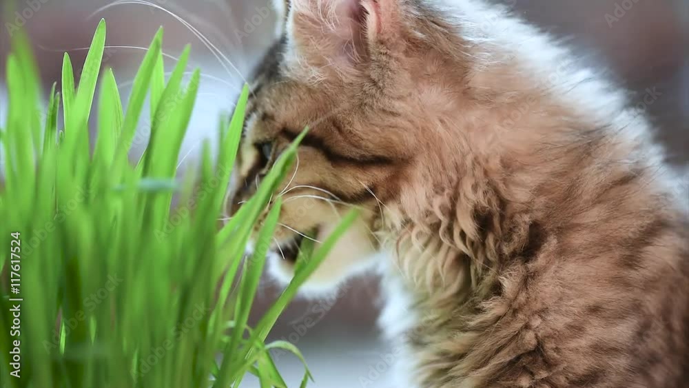 Cute kitten eats fresh green grass at home. 3,5 months old domestic young black tabby mackerel Maine Coon kitty on windowsill in apartment. Cat on window sill.