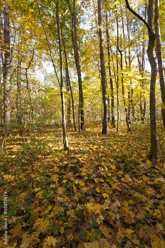 Obraz premium autumn forest, Belarus
