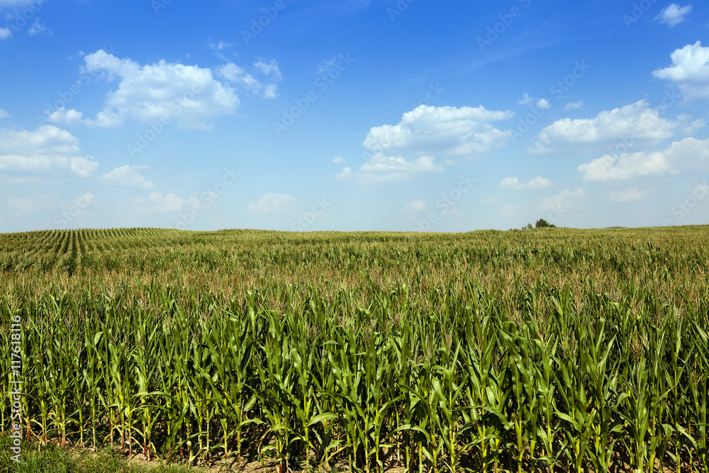 Corn field, summer
