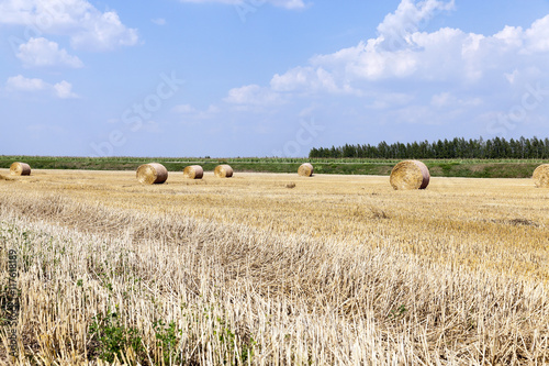 agricultural field with cereal