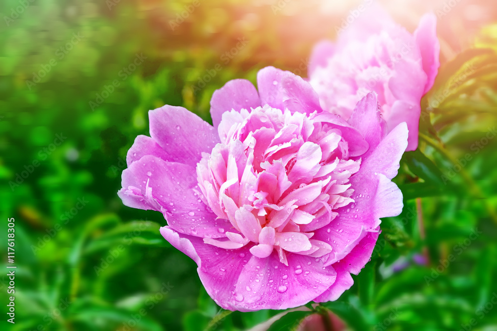 colorful flowers peonies on background summer landscape colorful flowers peonies on background summer landscape