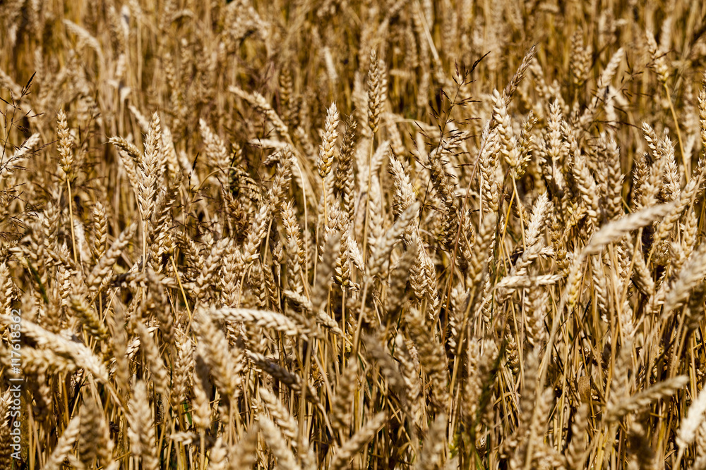 Fototapeta premium ripe ears of cereal